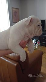 Ultimi due cuccioli di Bulldog Inglese