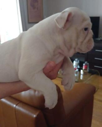 Ultimi due cuccioli di Bulldog Inglese