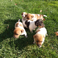 Cuccioli jack russel