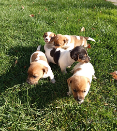 Cuccioli jack russel