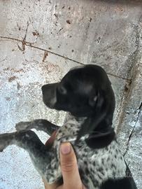 Cuccioli pointer inglese