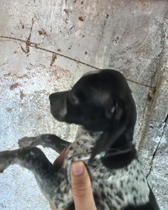 Cuccioli pointer inglese