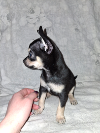 Chihuahua cucciolino maschio