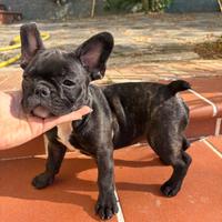 Bouledogue francesi