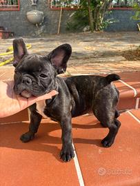 Bouledogue francesi