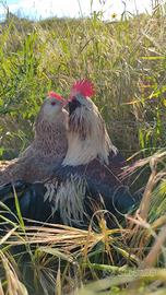 Gallo e gallime