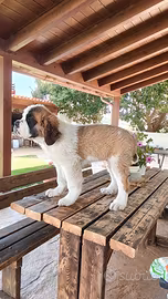 Cane di San Bernardo