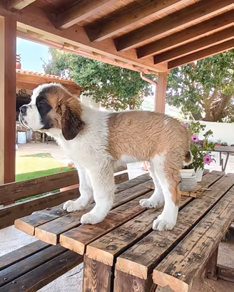 Cane di San Bernardo