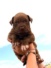 Pitbull Ukc