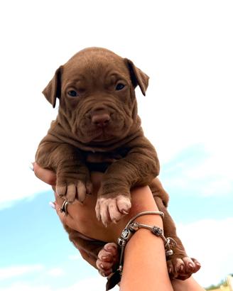 Pitbull Ukc