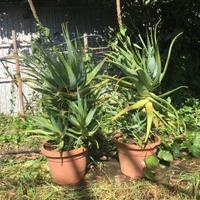 Piante di Aloe Arborescenz da 1 a 20 anni