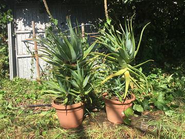 Piante di Aloe Arborescenz da 1 a 20 anni