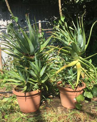 Piante di Aloe Arborescenz da 1 a 20 anni