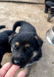 Cuccioli di pastore tedesco