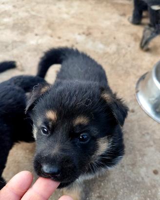 Cuccioli di pastore tedesco