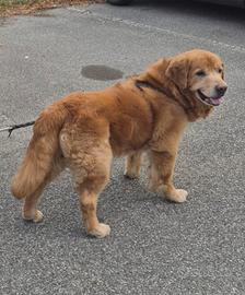 Golden retriever per la monta