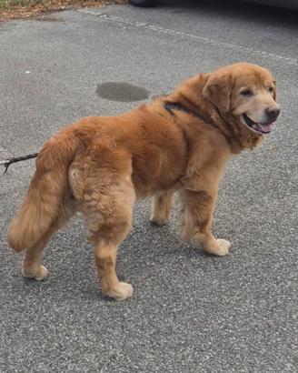 Golden retriever per la monta