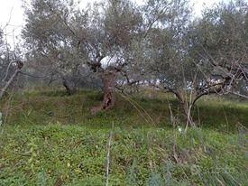 Terreno agricolo - Vista 3