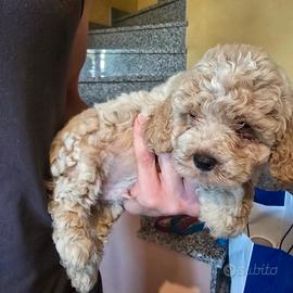 maltipoo