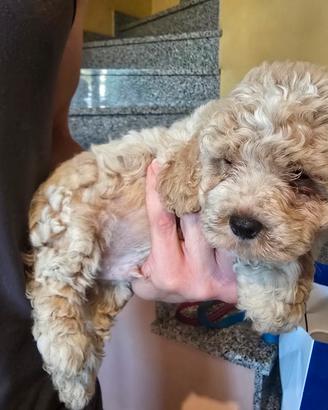maltipoo