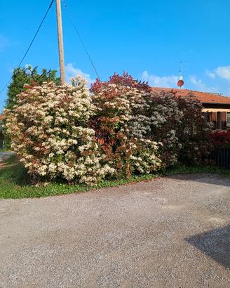 Siepe 7 MT lunghezza H 2.50