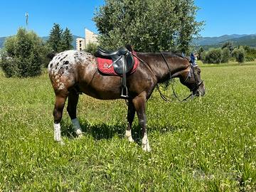Appaloosa mezza fida