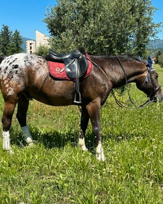 Appaloosa mezza fida