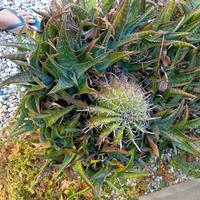 FIORIERE ALOE e PIANTE GRASSE 