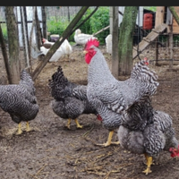 Galline Ornamentali Amrock