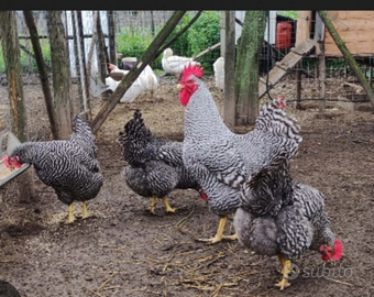 Galline Ornamentali Amrock