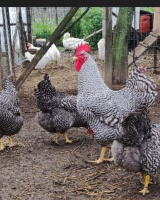 Galline Ornamentali Amrock