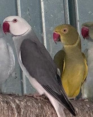 Parrocchetti dal collare