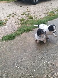 Cagnolini taglia piccola