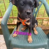 Meravigliosi cuccioli da adottare