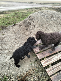 Due Lagotti Romagnoli