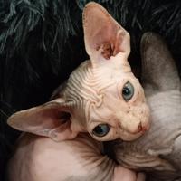 Ultimi cuccioli di sphynx