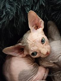 Ultimi cuccioli di sphynx