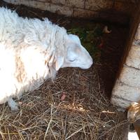 Montone di 2 anni francese