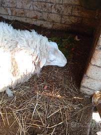 Montone di 2 anni francese