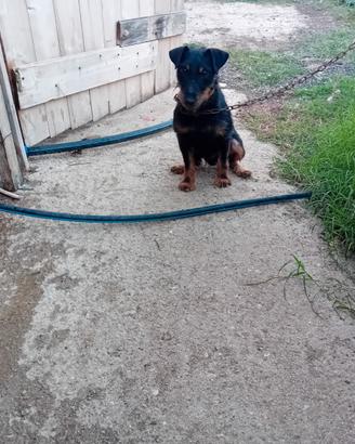 Jack terrier