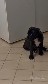Pitbull black nose