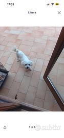 Maltese
