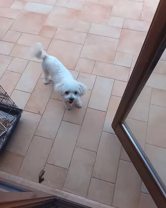Maltese