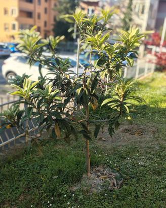 Albero nespolo