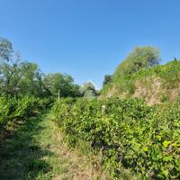 TER. AGRICOLO A CAVRIANA