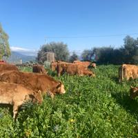 Limousine Bio iscritte