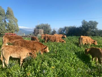 Limousine Bio iscritte