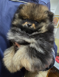 Spitz Tedesco nano Volpino Pomerania