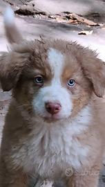 Australian shepherd cucciolo red