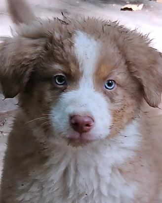 Australian shepherd cucciolo red
